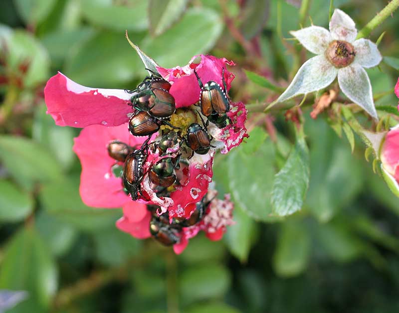 Cluster of Japanese beetles feeding on rose petals, demonstrating heavy infestation on preferred host plant. Multiple beetles attacking rose blooms, showing why roses are among most attractive and heavily damaged plants in Japanese beetle infestations.