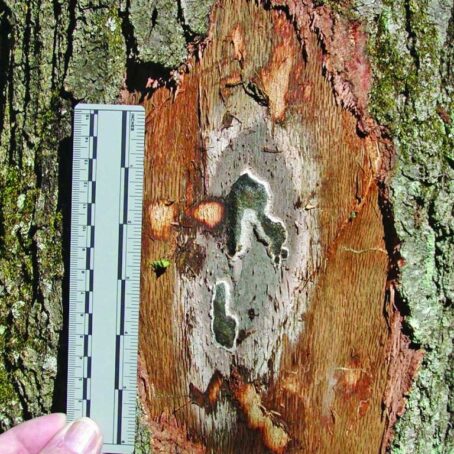 Fungus on Trees: Complete Guide to Identification, Treatment & Prevention (2025)