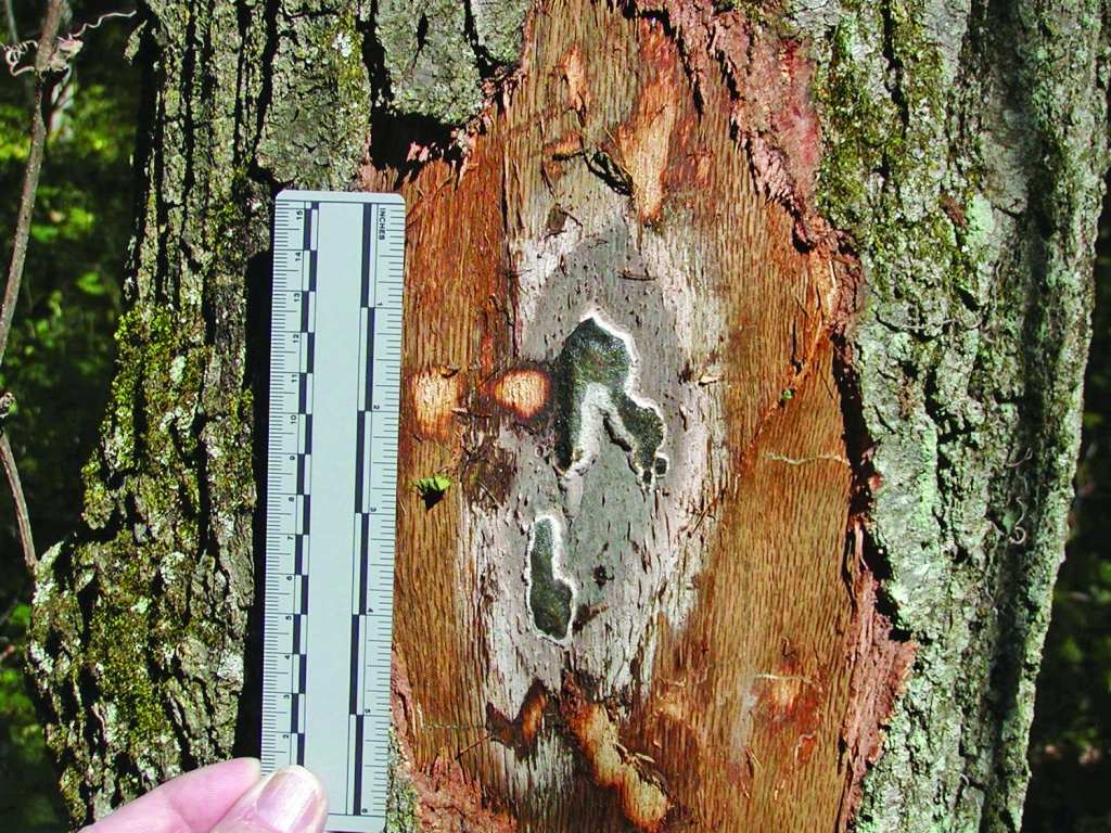 Cross-section view showing spore-bearing fungal mats developing underneath tree bark, indicating internal fungal colonization and wood decay.
