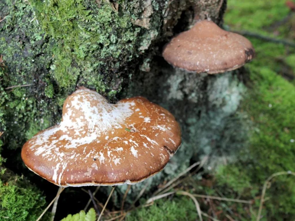 Bracket fungus growing on tree trunk displaying shelf-like formations, indicating advanced internal wood decay and structural compromise.