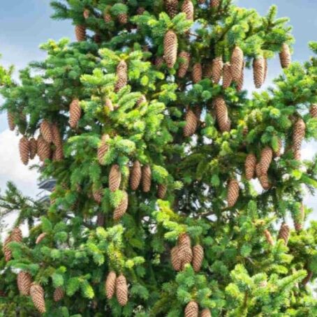 Spruce Trees: Complete Guide to Types, Growth & Care