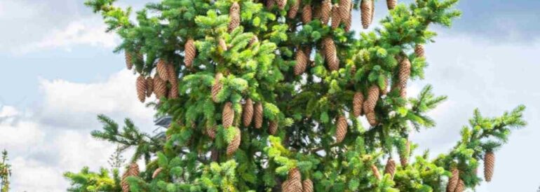 Spruce Trees: Complete Guide to Types, Growth &amp; Care