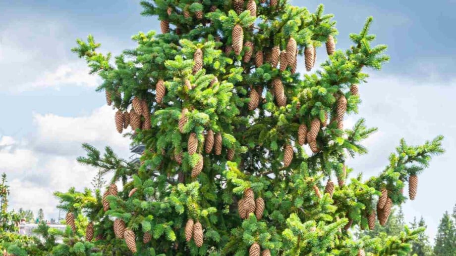 Spruce tree heavily laden with numerous hanging cones demonstrating abundant seed production and reproductive cycle. Dense cone coverage showing characteristic downward-hanging spruce cones and tree's natural seed-bearing capacity for forest regeneration.