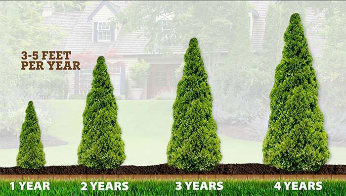 Four-year growth progression showing fast-growing evergreen tree development with 3-5 feet annual height increase. Time-lapse comparison demonstrating rapid spruce tree growth stages from young sapling to mature specimen over multiple growing seasons.