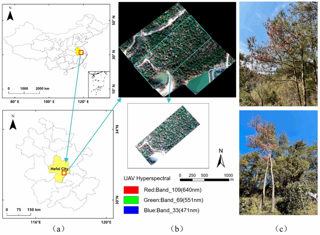 Advanced drone technology equipped with hyperspectral imaging sensors monitoring evergreen forest health for early disease detection in urban environment. The aerial surveillance system demonstrates modern forestry management techniques used to identify and track tree disease patterns across large-scale plantations.