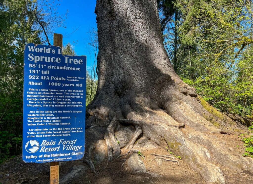 Base of world's largest Sitka Spruce tree in Lake Quinault, Washington, showing massive trunk diameter of ancient 1,000-year-old specimen. Record-breaking spruce tree demonstrating impressive size and longevity of Pacific Northwest conifers.
