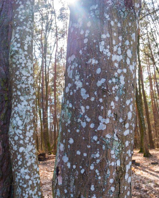 Canker disease showing fungal infection entering tree through wounded bark section, displaying characteristic lesion formation and tissue damage.