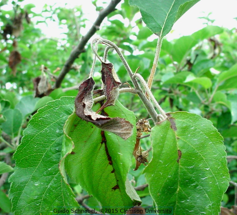 Fire blight disease showing characteristic 'shepherd's crook' bend in infected fruit tree twig, demonstrating typical bacterial infection symptoms.