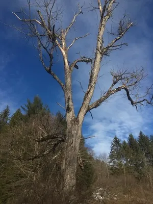 Wilting, Dieback, and Declining Vigor