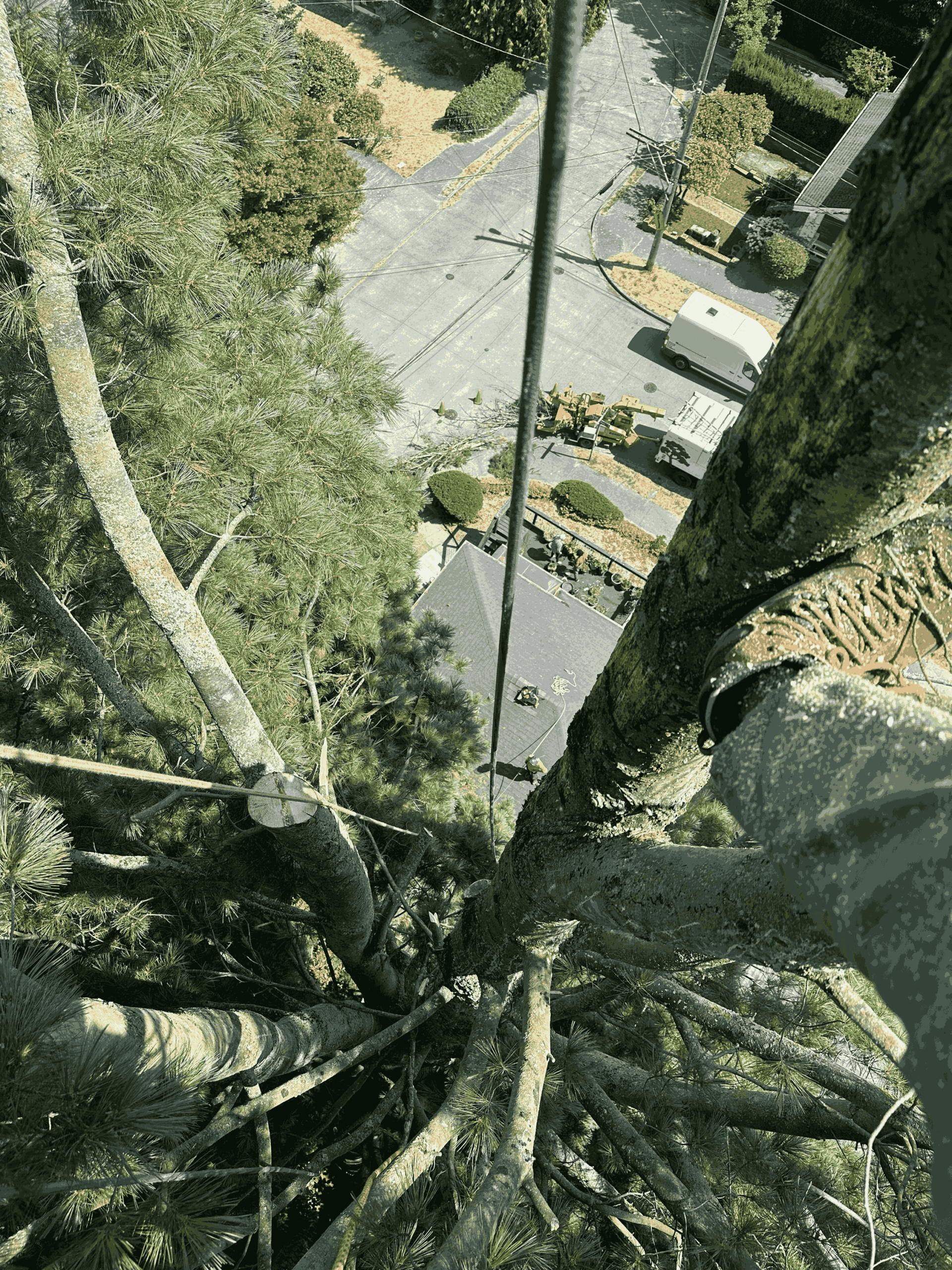 During winter when high trees are being trimmed a bloomatree arborist works safely on high trees with the help of ropes and harnesses to do this job more accurately and safely above the snowy ground.