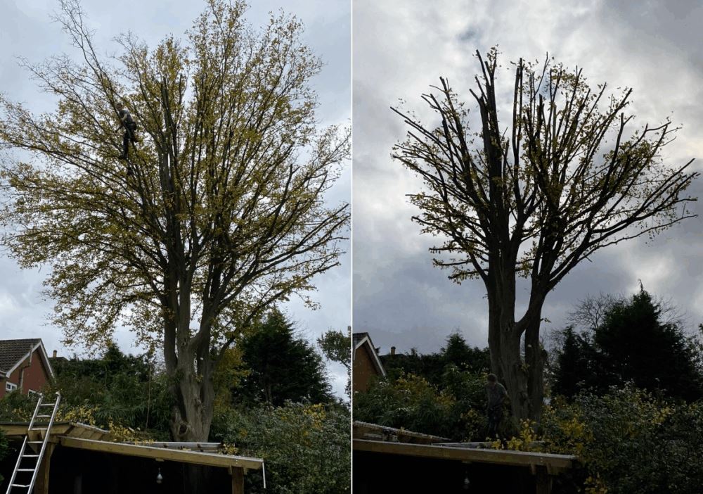 The 20-25 percent maximum harvesting law is used to guarantee that the trees are not too weak to photosynthesize well.