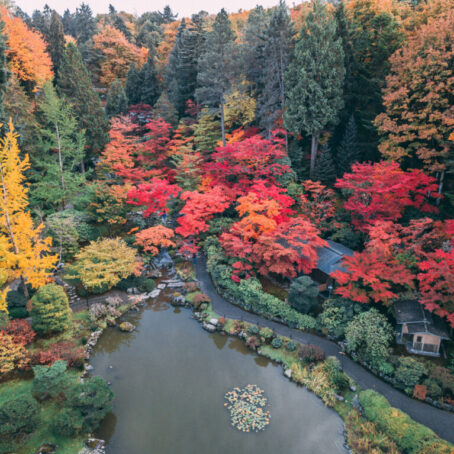 Seattle Fall Colors 2025: Complete Viewing Guide & Peak Timing Predictions