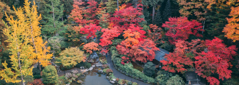 Seattle Fall Colors 2025: Complete Viewing Guide &amp; Peak Timing Predictions