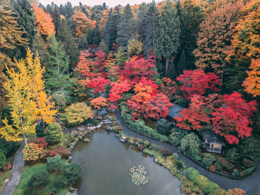 Seattle Japanese Garden at peak autumn color, where fiery red maples and golden ginkgoes reflect across the tranquil pond.