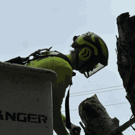 How Much Does It Cost to Remove a Fallen Tree? 2025 Pricing Guide