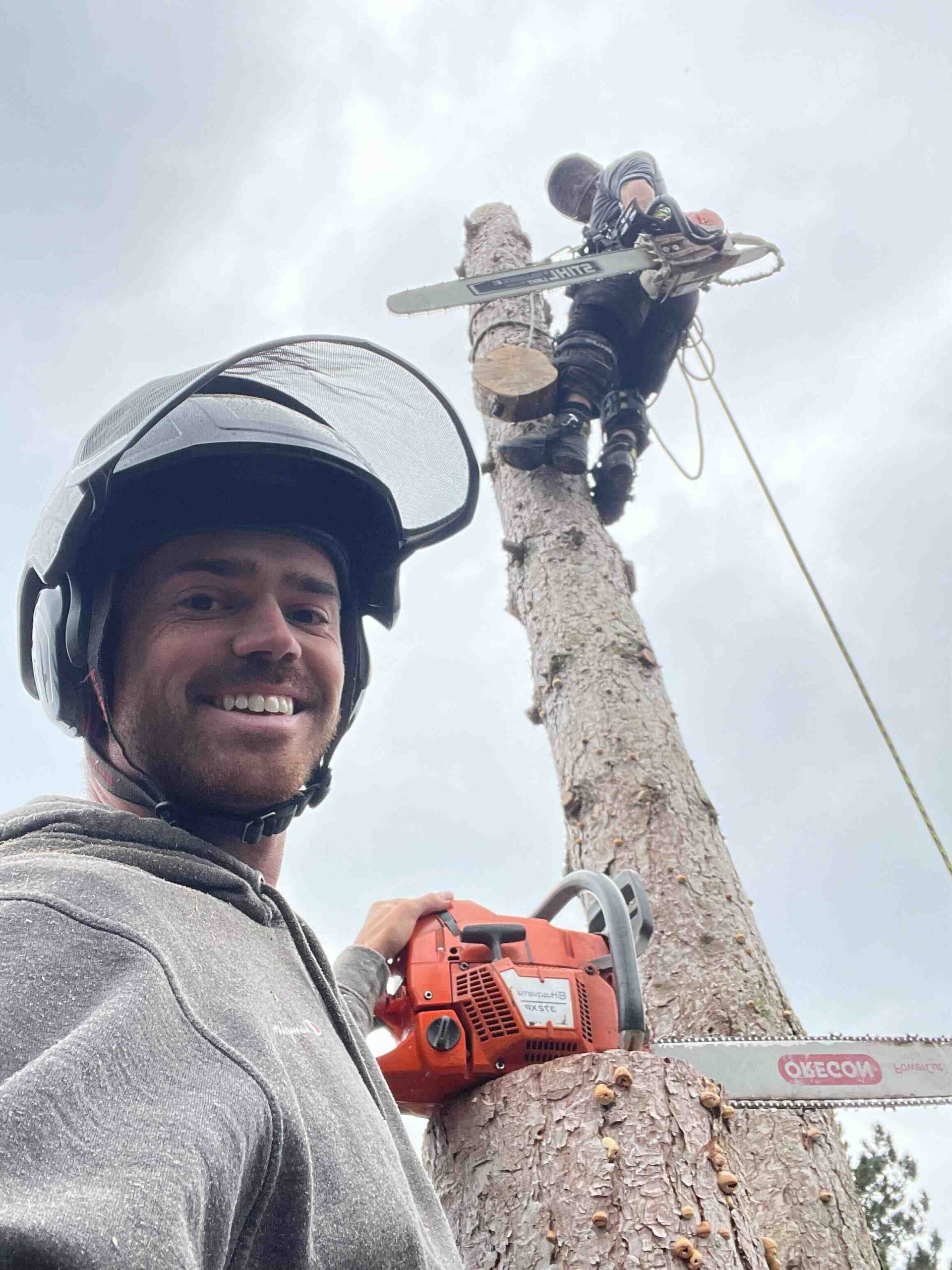 Blooma certified arborist will guarantee correct practice, sustainable safety, and elimination of irreparable errors, including topping.