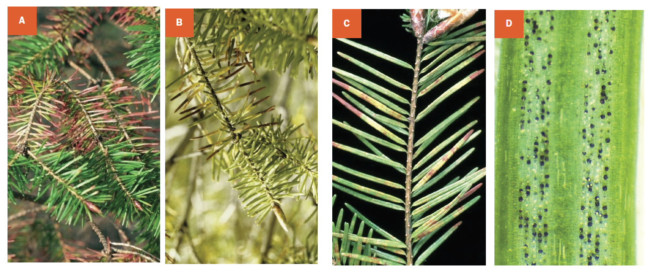 Removal and replacement with resistant species can sometimes be a feasible solution to such cases particularly in high-pressure coastal regions.