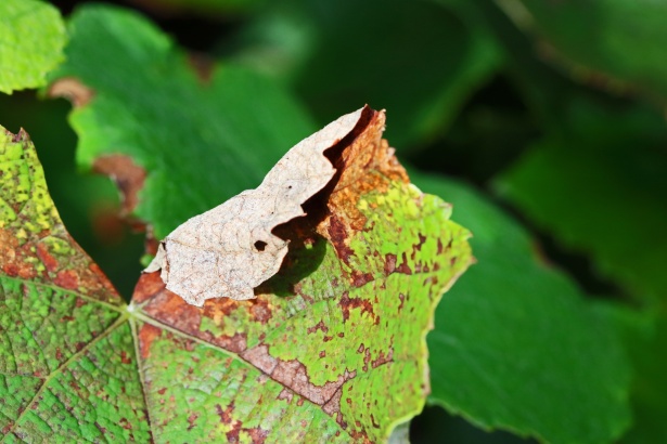 Leaf Discoloration and Abnormal Patterns