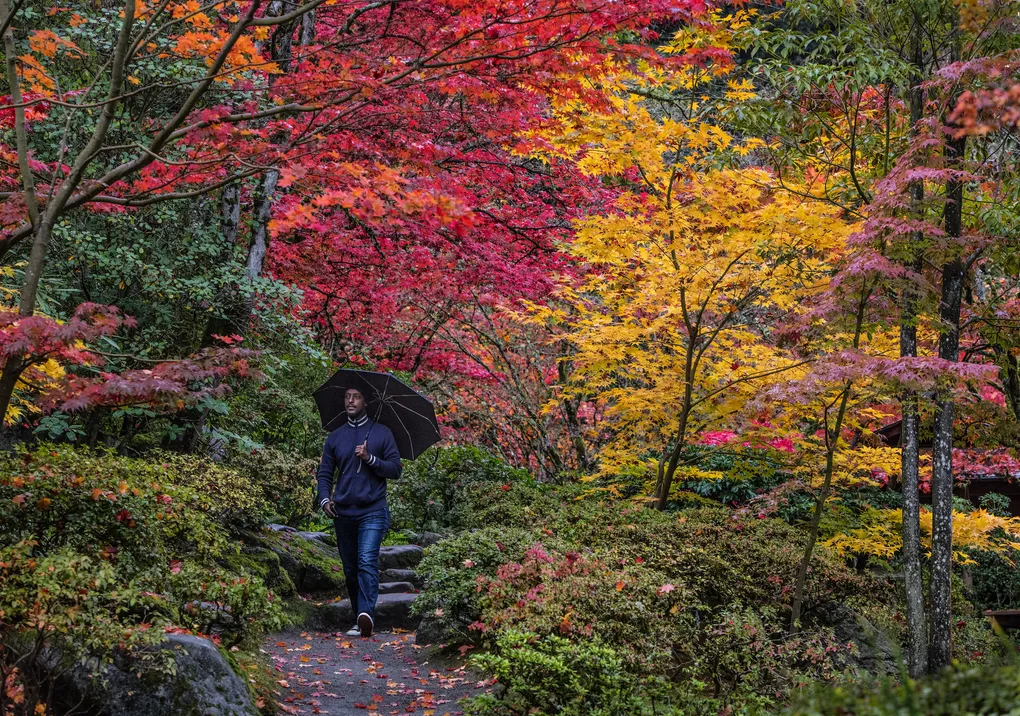 A visitor strolls through Washington Park Arboretum under vibrant maple canopies, where Seattle’s fall colors reach their most dazzling hues.