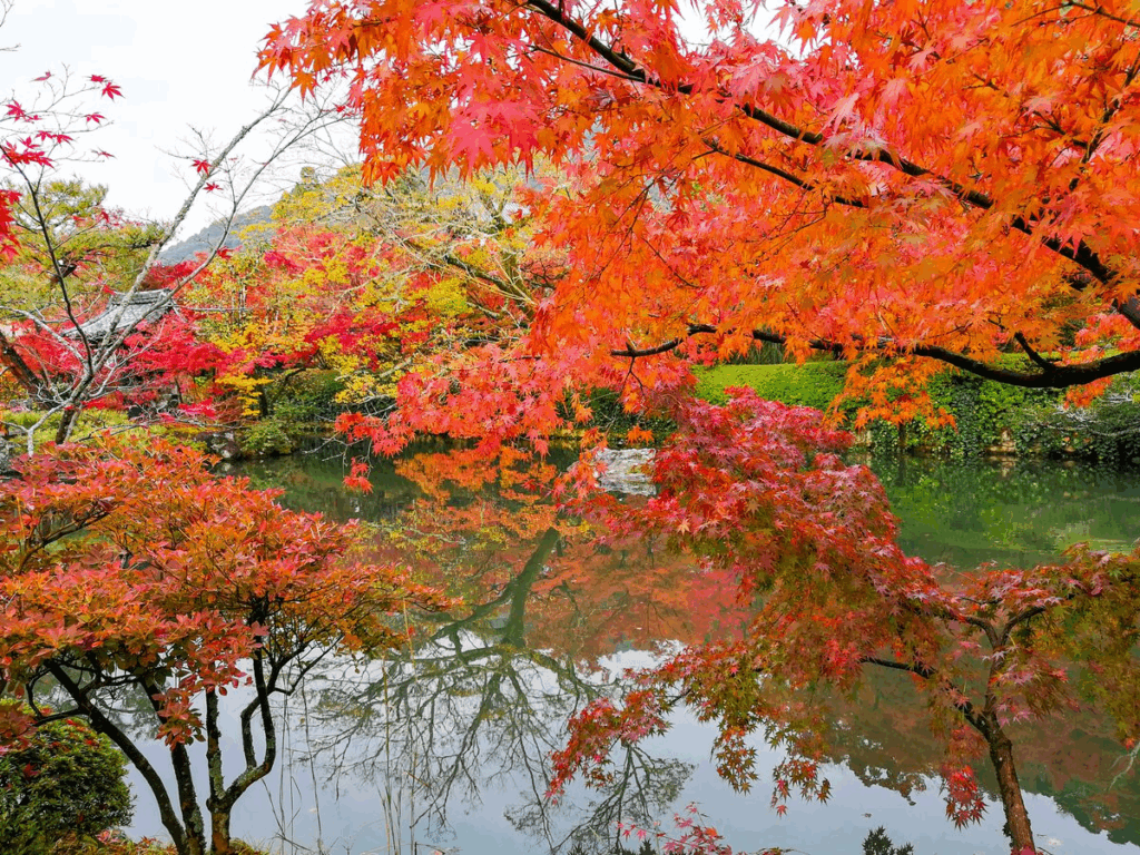Brilliant red and orange maples mirrored in the still waters of Kubota Garden, one of Seattle’s most photogenic fall destinations.