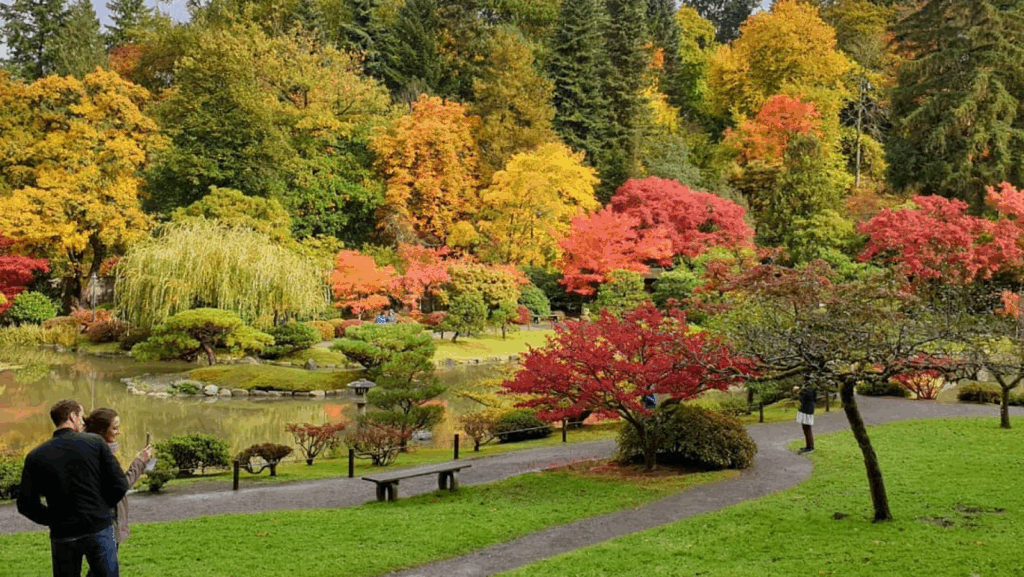 Visitors capture peak fall color at Washington Park Arboretum, where golden maples and crimson trees glow under soft October light.