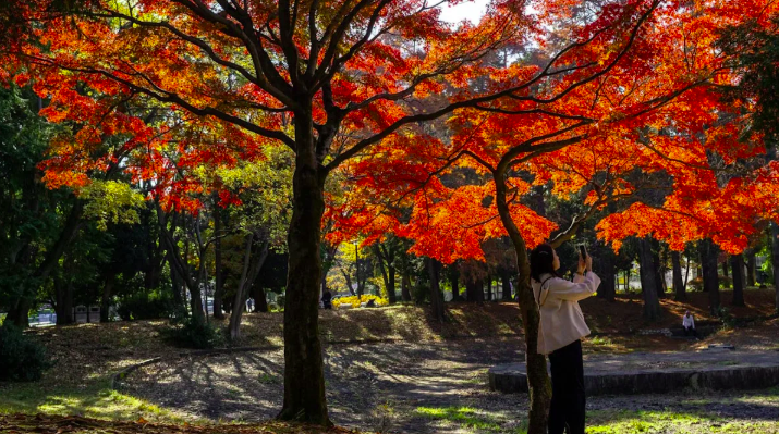 A visitor photographs glowing red maples under Seattle’s autumn sun - brilliance that climate shifts may shorten in coming decades.