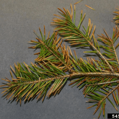 Swiss Needle Cast – Complete Guide to Identification, Treatment & Prevention