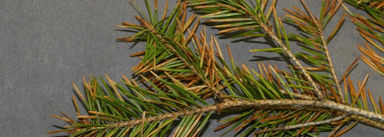 Swiss Needle Cast &#8211; Complete Guide to Identification, Treatment &amp; Prevention