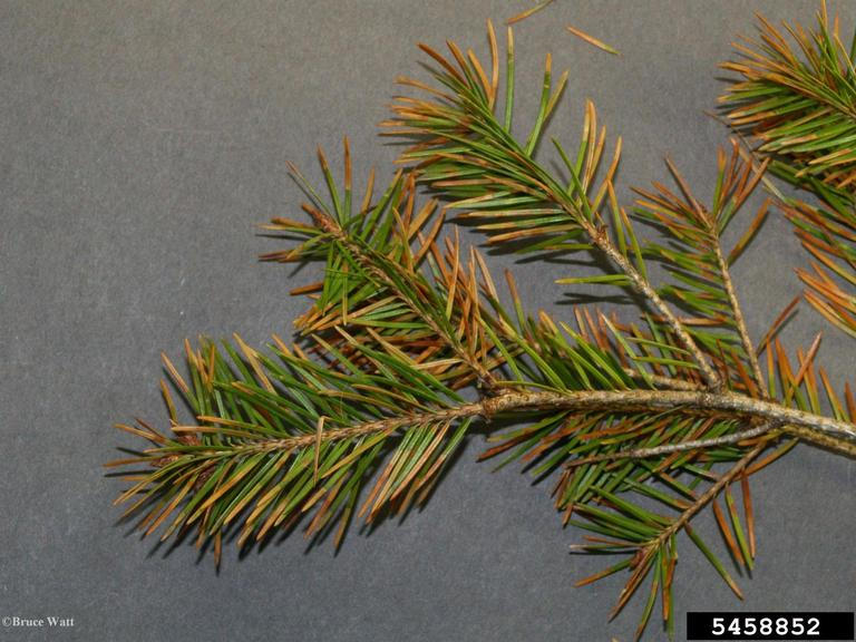 Black fruiting bodies called pseudothecia may be visible on the underside of retained needles, often arranged in neat rows. (Image Credits: Bruce Watt)