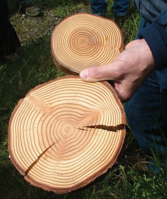 In the case of timber production, the management tends more to target resistant varieties, superior spacing and less favorable planting sites to the disease.
