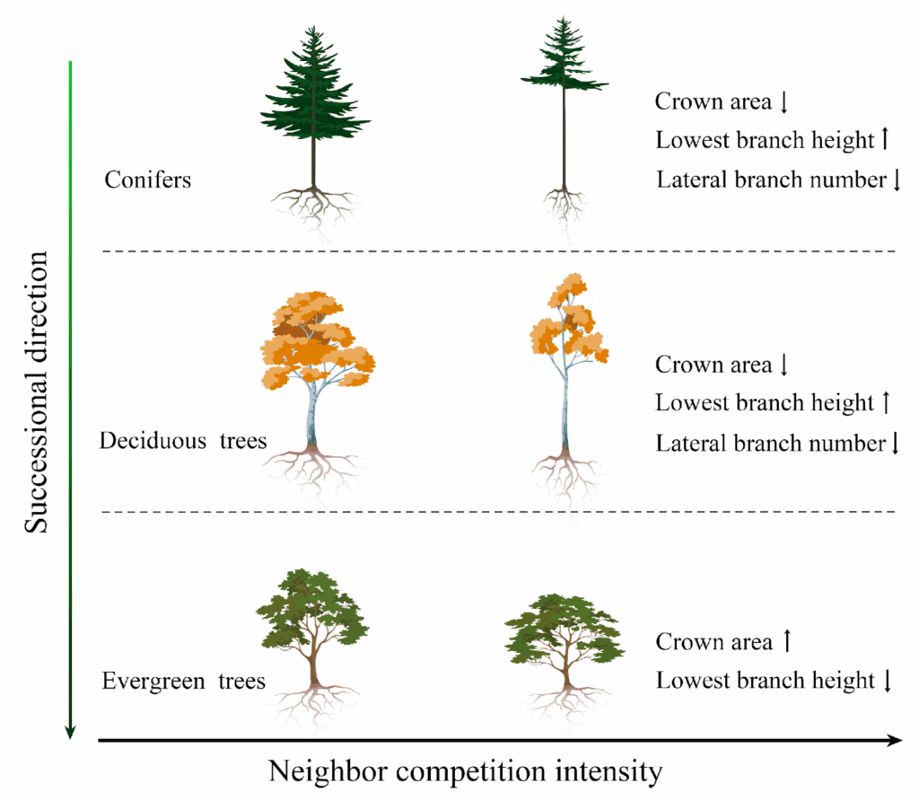 Competitive patterns in tree growth: increasing the neighbor density decreases the area of the crown.