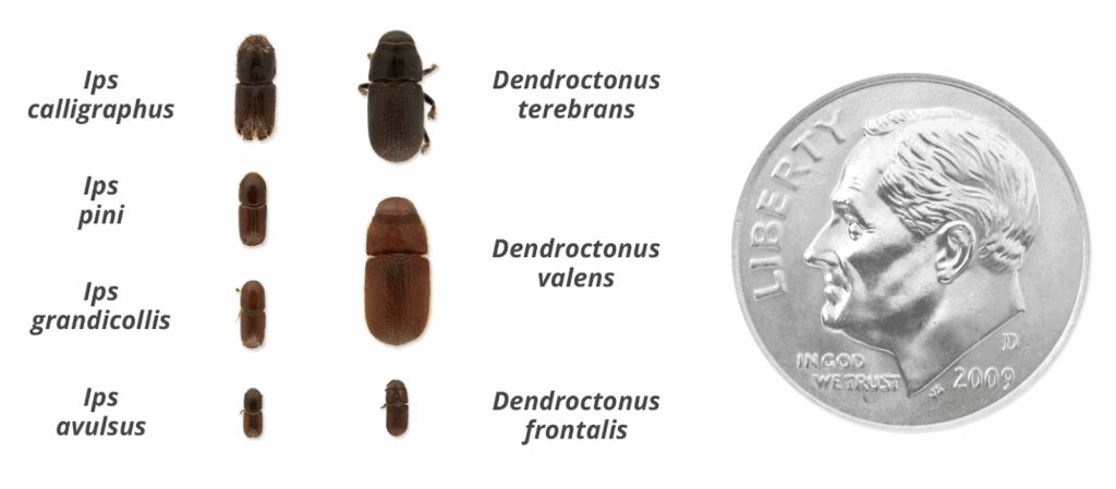 Comparison of common bark beetle species beside a dime for scale.