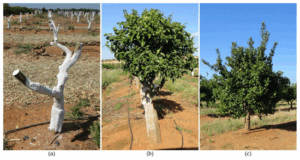 Best Time to Trim Trees: Expert Seasonal Pruning Guide