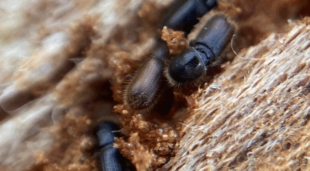 The beetles are small 2-8 millimeter cylindrical insects that breed and live under the tree bark.