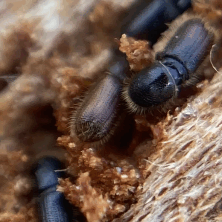 How to Get Rid of Bark Beetles – Complete Control Guide