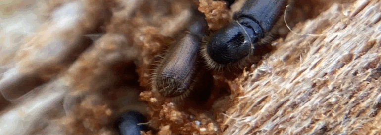 How to Get Rid of Bark Beetles &#8211; Complete Control Guide