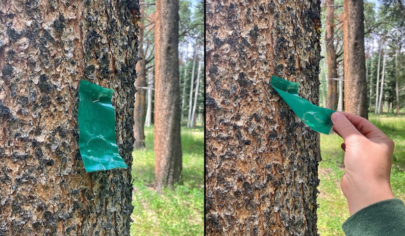 Verbenone pouches use an anti-aggregation signal that tells arriving beetles the tree is already full.