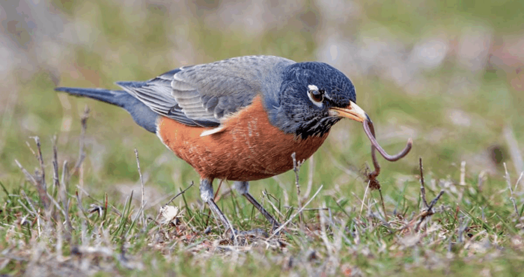 Robins nest in trees (mainly in the trees that are made of maples, alders, and fruit) 5 to 25 feet high.