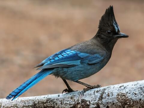 Jays are clever imitators which are found in the woodland and in the suburban coniferous plantations.