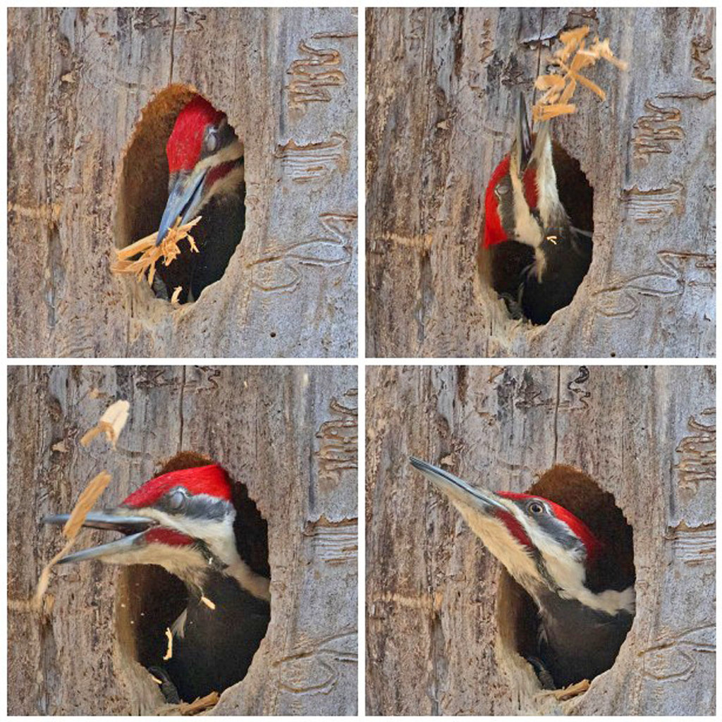 The holes are later inhabited by 20+ other species like owls and bats.