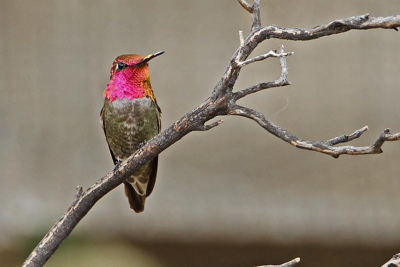 Occurrence of nests is between 6 and 30 feet, and in most cases, Douglas-firs and bigleaf maples.