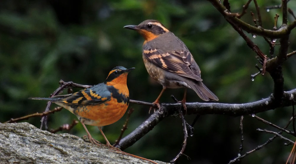 The Varied Thrushes like to forage in cool shaded forests with abundant leaf litter.