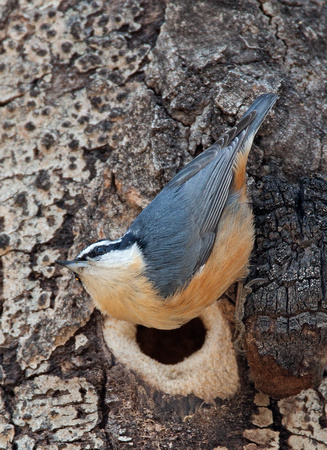 The Red-breasted Nuthatch (Sitta canadensis) is tiny and blue-grey and walks down the trunk head-first.