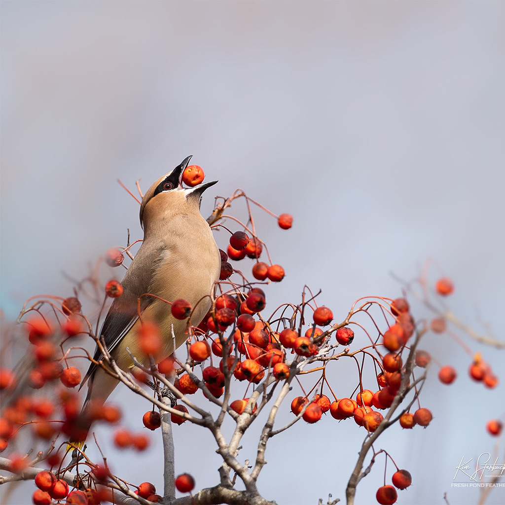 Cedar waxwings love their fruit and berries, sometimes farmers’ fruits and berries too