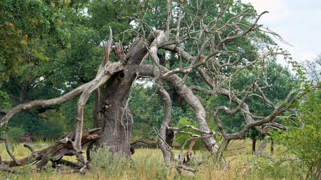 Not only are dead trees, called snags, important for decay, but they are also important for wildlife construction.