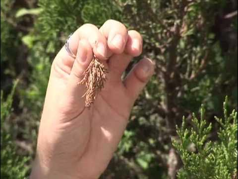 When picked before the end of May, hand-picking has up to 70% control. 