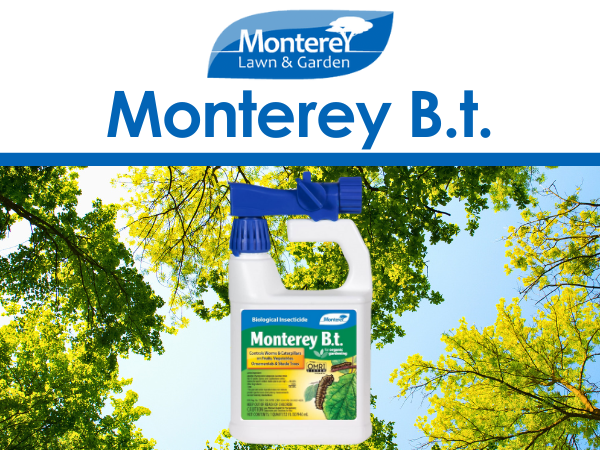Bt spray is a biological insecticide that kills the larvae by ruining their digestive system.