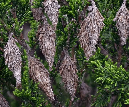 How to Get Rid of Bagworms: Complete Tree & House Treatment Guide