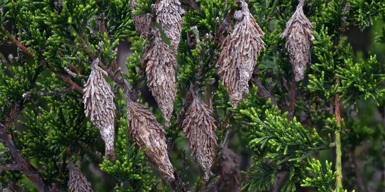Bagworm casing in trees.
