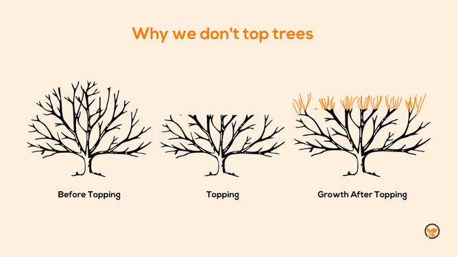Topping trees can cause decay and stability problems.